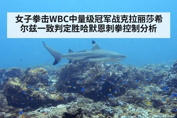 女子拳击WBC中量级冠军战克拉丽莎希尔兹一致判定胜哈默恩刺拳控制分析